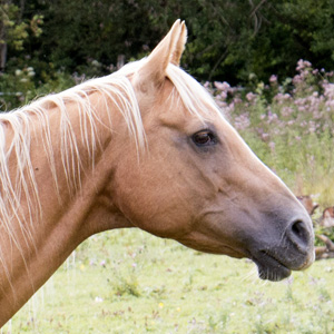 S'Whiz Ranch